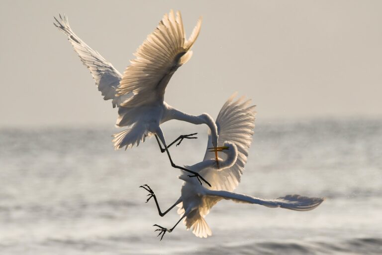Fighting birds in motion